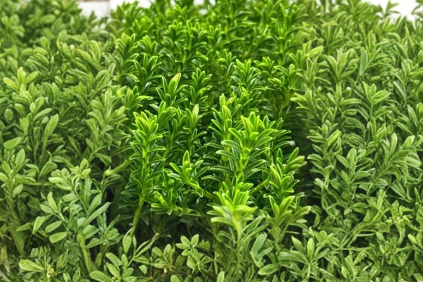 1 Gallon Hebe McKeanii Live Plant | Evergreen Shrub | White Flowering Hebe | Compact Landscape Plant | Pollinator Friendly | Deer Resistant