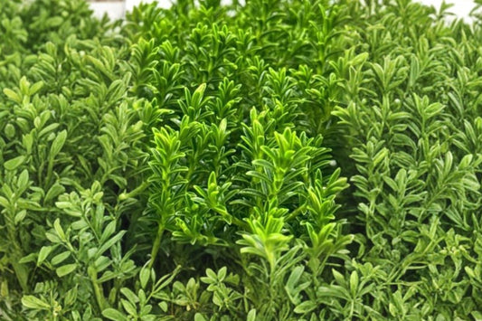 1 Gallon Hebe McKeanii Live Plant | Evergreen Shrub | White Flowering Hebe | Compact Landscape Plant | Pollinator Friendly | Deer Resistant