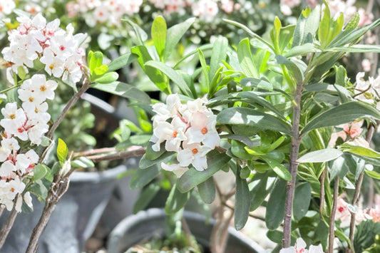 1 Gallon Daphne Eternal Fragrance Live Plant | Fragrant Evergreen Shrub | White Pink Flowers | Repeat Blooming | Deer Resistant | Patio Plant