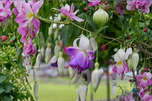 1 Gallon Fuchsia Delta's Sarah Live Plant | Hardy Fuchsia | Hummingbird Plant | Purple White Flowers | Long Blooming | Shade Perennial