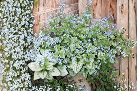 1 Gallon Brunnera Jack Frost Live Plant | Siberian Bugloss | Silver Shade Perennial | Blue Spring Flowers | Deer Resistant | Woodland Garden