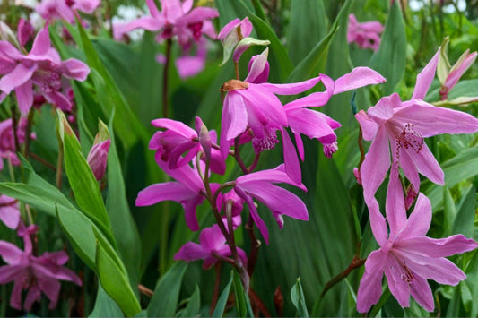 4.5 Inch Variegated Chinese Ground Orchid | Bletilla striata Variegata | Hardy Terrestrial Orchid | Shade Perennial | Rare Live Plant
