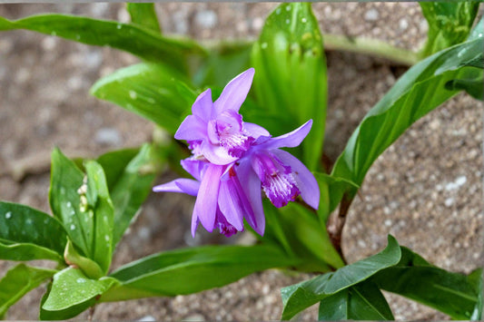 4.5 Inch Bletilla Tri-Lips Live Plant | Chinese Ground Orchid | Hardy Terrestrial Orchid | Rare Shade Perennial | Lavender Pink Orchid