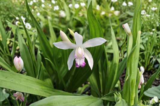 4.5 Inch Bletilla Kuchibeni Live Plant | Chinese Ground Orchid | Hardy Terrestrial Orchid | Rare Shade Perennial | Pink Orchid