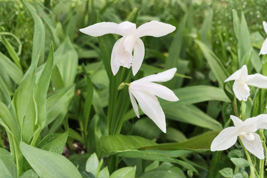 4.5 Inch Bletilla Alba Live Plant | White Chinese Ground Orchid | Hardy Terrestrial Orchid | Rare Shade Perennial | White Orchid