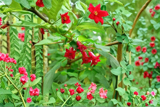 1 Gallon Fuchsia June Bride Live Plant | Hardy Fuchsia | Pink Flowering Shrub | Hummingbird Plant | Long Blooming | Shade Perennial