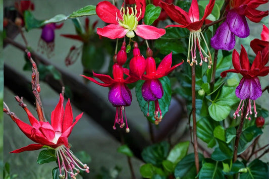 1 Gallon Fuchsia Magellanica Live Plant | Hardy Fuchsia | Red Purple Flowers | Hummingbird Plant | Long Blooming | Cottage Garden Shrub