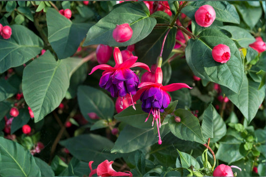 1 Gallon Fuchsia Winston Churchill Live Plant | Hardy Fuchsia | Double Pink & Lilac Flowers | Hummingbird Plant | Long Blooming Shrub