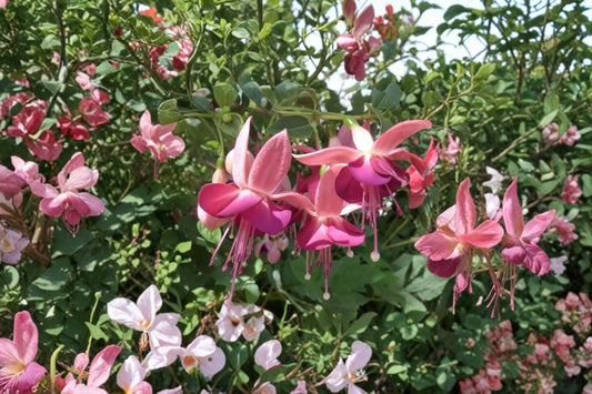 1 Gallon Fuchsia Paula Jane Live Plant | Hardy Fuchsia | Hummingbird Plant | Long Blooming Flowering Shrub | Cottage Garden