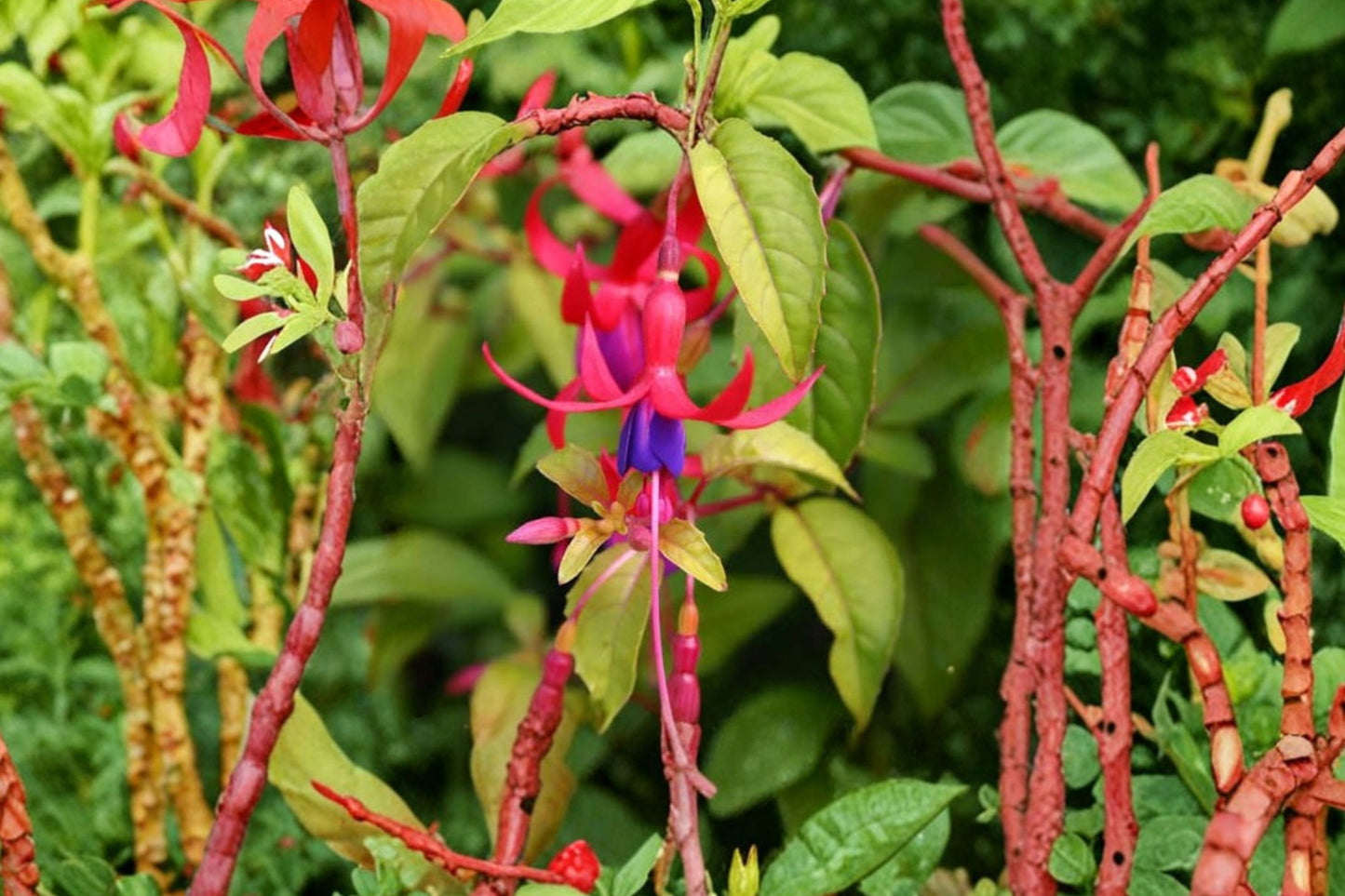 1 Gallon Fuchsia Genii Live Plant | Golden Hardy Fuchsia | Yellow Foliage | Hummingbird Plant | Red Purple Flowers | Shade Shrub