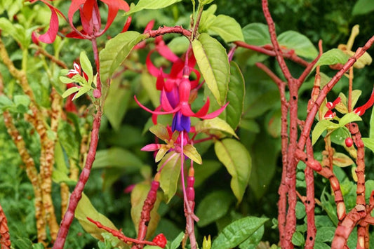 1 Gallon Fuchsia Genii Live Plant | Golden Hardy Fuchsia | Yellow Foliage | Hummingbird Plant | Red Purple Flowers | Shade Shrub