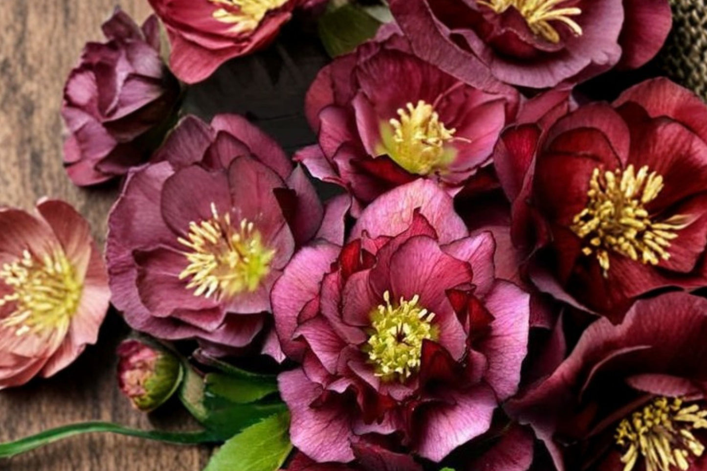 4.5 Inch Helleborus True Love Live Plant | Wedding Party Lenten Rose | Double Burgundy Flowers | Evergreen Shade Perennial