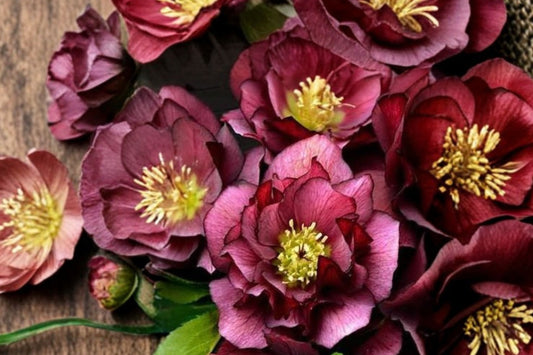 4.5 Inch Helleborus True Love Live Plant | Wedding Party Lenten Rose | Double Burgundy Flowers | Evergreen Shade Perennial
