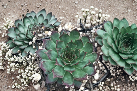 3.5 Inch Sempervivum Tip Top Live Plant | Hens and Chicks | Burgundy Succulent | Evergreen Groundcover | Cold Hardy Succulent