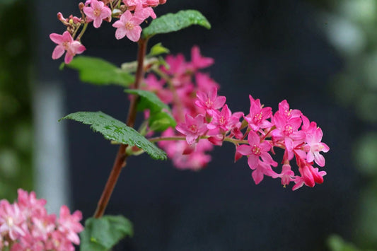 1 Gallon Flowering Currant Live Shrub | Ribes sanguineum | Pink Spring Blooms | Hummingbird Plant | Native Deciduous Shrub