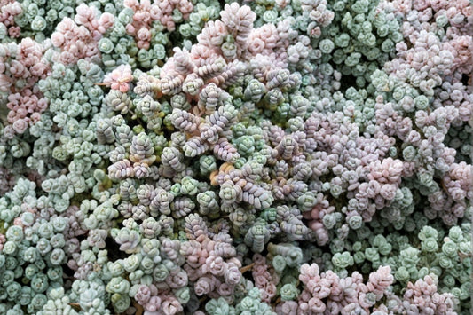 3.5 Inch Sedum Love Triangle Live Plant | Silver Blue Stonecrop | Evergreen Succulent | Groundcover | Rock Garden | Hardy Sedum