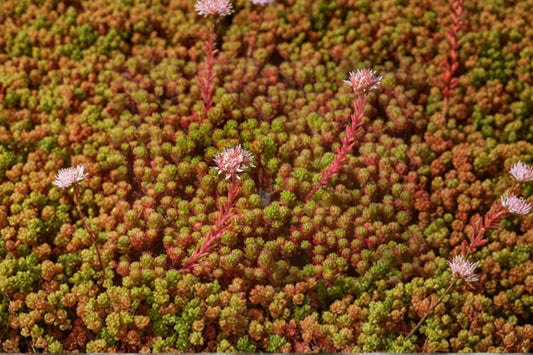 3.5 Inch Sedum lydium Live Plant | Dense Carpet Stonecrop | Evergreen Succulent | Groundcover | Rock Garden | Hardy Sedum
