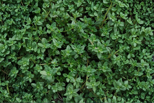 3.5 Inch Common Thyme Live Plant | Thymus vulgaris | Culinary Herb | Evergreen Herb | Aromatic Herb | Herb Garden Plant