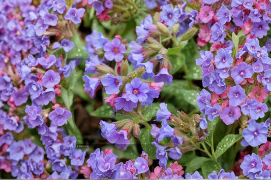 1 Gallon Pulmonaria Trevi Fountain Live Plant | Blue Lungwort | Shade Perennial | Silver Foliage | Woodland Garden | Deer Resistant