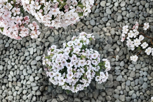 3.5 Inch Gypsophila cerastioides Live Plant | Clumping Baby's Breath | Flowering Groundcover | Rock Garden Perennial | Alpine Plant