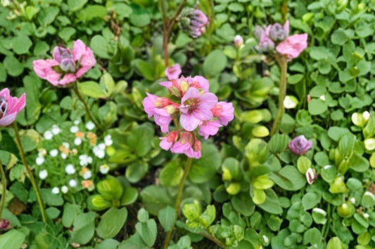 4.5 Inch Bergenia Tubby Andrews Live Plant | Variegated Elephant Ears | Evergreen Shade Perennial | Pink Spring Flowers