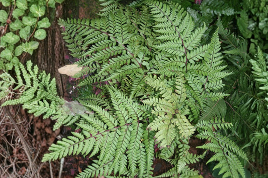3.5 Inch Athyrium Okanum Live Fern | Eared Lady Fern | Shade Perennial | Woodland Fern | Burgundy Stem Fern