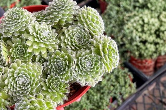 Sempervivum 'Clairchin' Live Succulent | Fuzzy Hens and Chicks | Cobweb Houseleek | Hardy Evergreen Rock Garden Plant | 3.5 Inch Pot