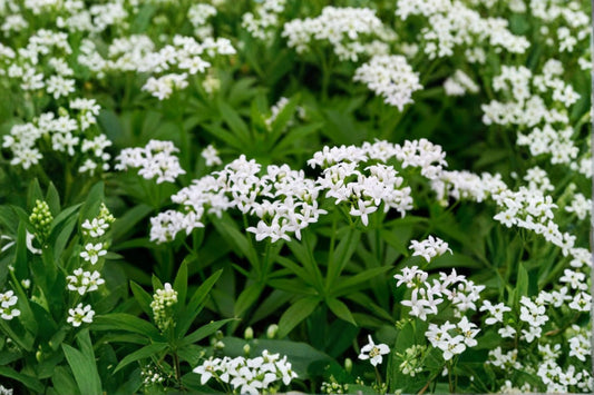 Sweet Woodruff Live Plant | Galium odoratum | Fragrant Shade Ground Cover | Woodland Perennial | Deer Resistant | 3.5" Pot