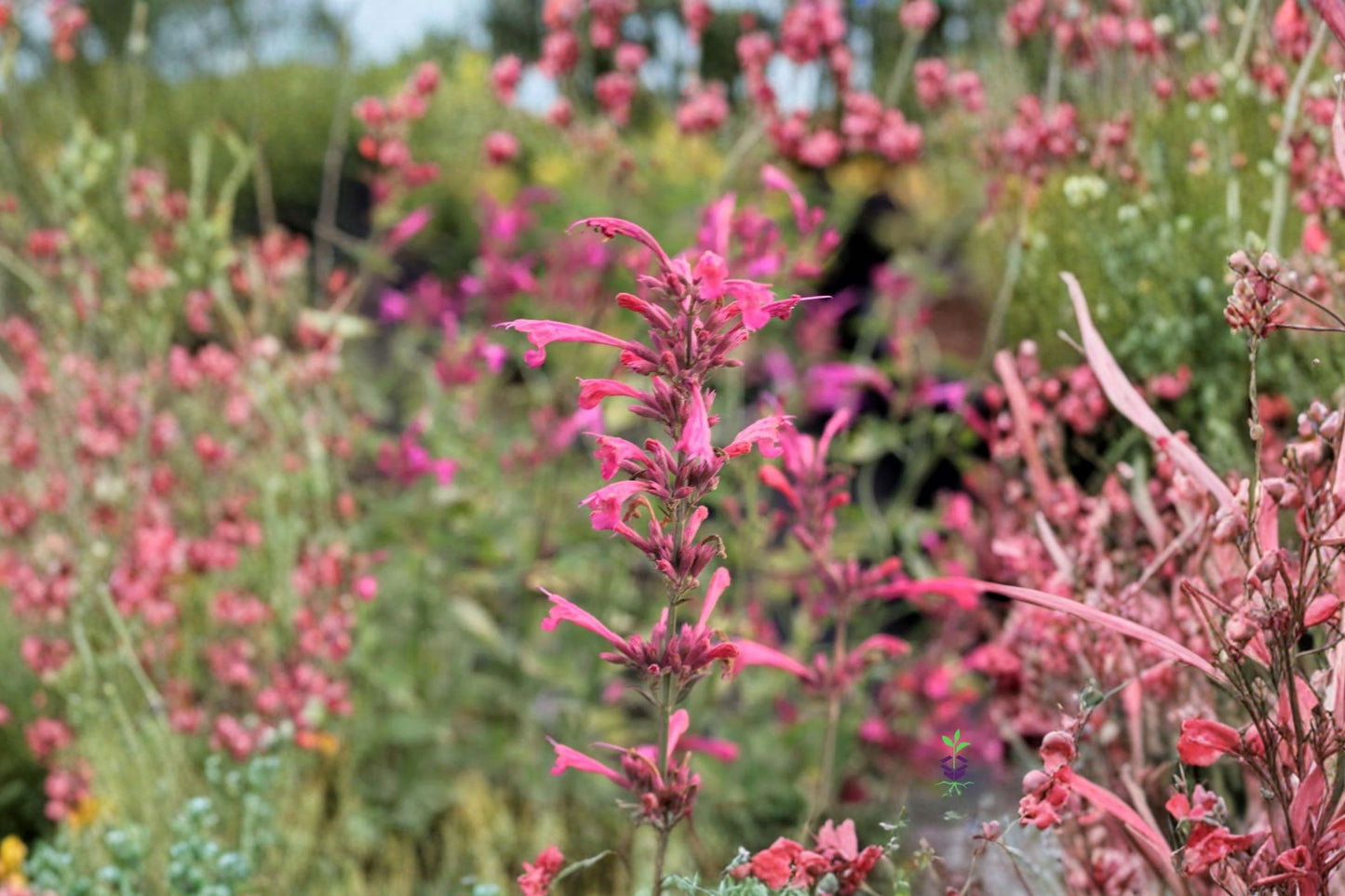 Agastache 'Rosie Posie' PP25857 | Hummingbird Mint | Pink Pollinator Perennial | Fragrant Drought-Tolerant Plant | Deer Resistant | 1 Gallon Live Plant