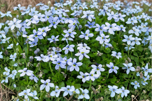 Pratia pedunculata | Blue Star Creeper | Laurentia Groundcover | Walkable Lawn Alternative | Creeping Perennial | 3.5" Live Plant