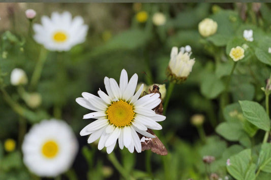 Leucanthemum 'Becky' | Shasta Daisy | White Daisy Perennial | Long Blooming Cut Flower | Pollinator Friendly | Deer Resistant | Live Plant