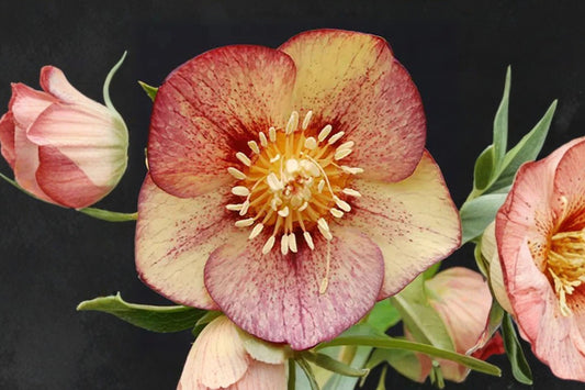 Helleborus 'Apricot Blush' | Winter Jewels Lenten Rose | Evergreen Shade Perennial | Early Spring Blooms | Deer Resistant | Live Plant