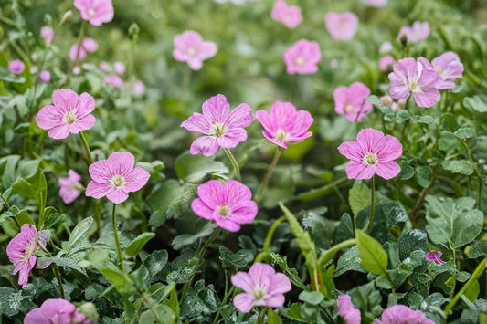 Erodium 'Bishop's Form' | Pink Stork's Bill | Alpine Geranium Groundcover | Rock Garden Perennial | Drought Tolerant | 3.5" Live Plant