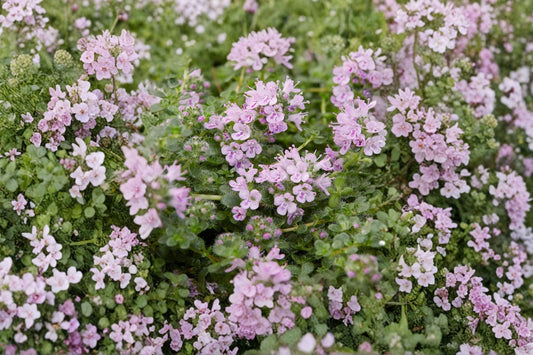 Thymus serpyllum 'Elfin' | Dwarf Creeping Thyme | Evergreen Groundcover | Walkable Thyme | Fragrant Pollinator Plant | 3.5" Live Plant