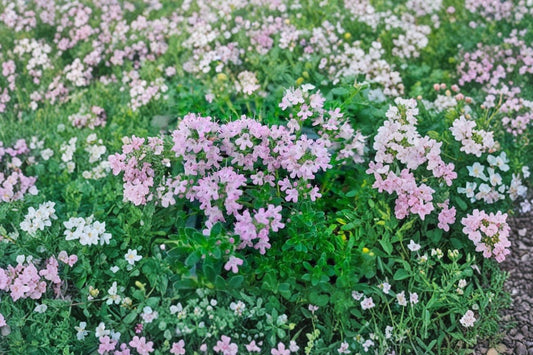 Thymus serpyllum 'Pink Chintz' | Pink Creeping Thyme | Fragrant Evergreen Groundcover | Walkable Thyme | Pollinator Plant | 3.5" Live Plant