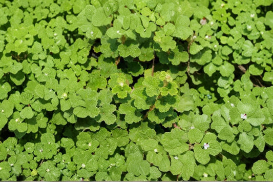 Rubus calycinoides | Creeping Raspberry | Evergreen Groundcover | Erosion Control Plant | Deer Resistant | 3.5" Live Plant