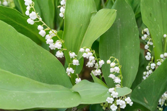 Convallaria majalis | Lily of the Valley | Fragrant Shade Groundcover | Woodland Perennial | Deer Resistant | 3.5" Live Plant
