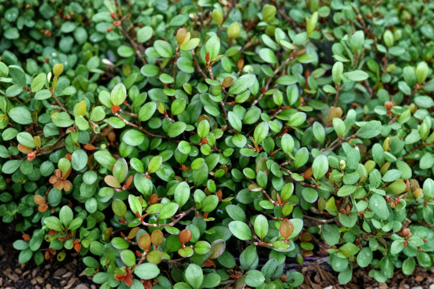 Muehlenbeckia axillaris 'Nana' | Dwarf Wire Vine | Evergreen Groundcover | Trailing Container Plant | Rock Garden Perennial | 3.5" Live Plant