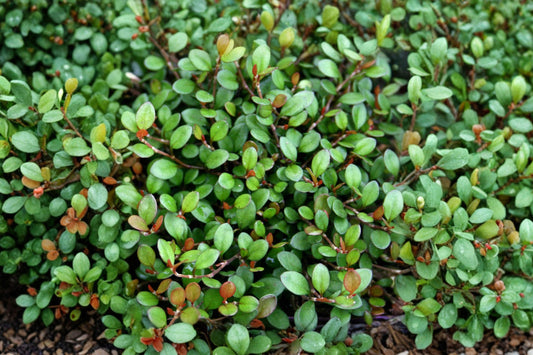 Muehlenbeckia axillaris 'Nana' | Dwarf Wire Vine | Evergreen Groundcover | Trailing Container Plant | Rock Garden Perennial | 3.5" Live Plant