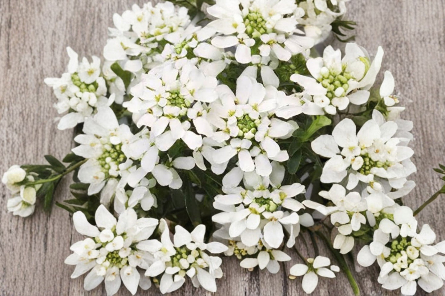 Iberis sempervirens | White Candytuft | Evergreen Groundcover | Deer Resistant Perennial | Spring Blooms | 4.5" Live Plant