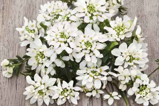 Iberis sempervirens | White Candytuft | Evergreen Groundcover | Deer Resistant Perennial | Spring Blooms | 4.5" Live Plant