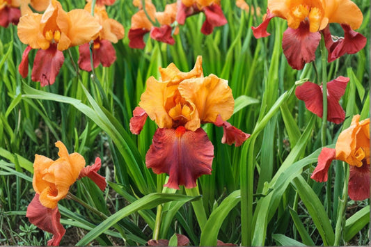 Iris 'Lovely Senorita' | Golden Orange Bearded Iris | Fragrant Perennial Rhizome | Deer Resistant | Fall 2026 Pre-Order
