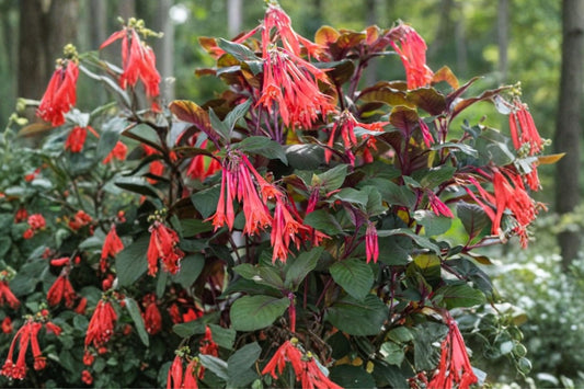Fuchsia 'Gartenmeister' | Hardy Fuchsia | Hummingbird Plant | Shade Flowering Perennial | Salmon Orange Blooms | 3.5" Live Plant