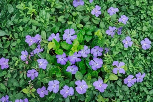 Vinca minor 'Bowles Blue' | Common Periwinkle | Evergreen Groundcover | Shade Loving Perennial | Deer Resistant | 3.5" Live Plant