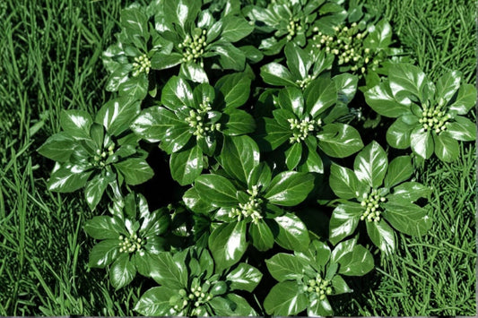 Pachysandra terminalis 'Green Sheen' | Glossy Japanese Spurge | Evergreen Groundcover | Shade Loving Perennial | Deer Resistant | 3.5" Live Plant