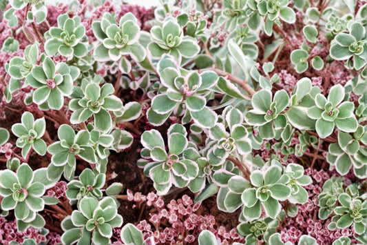 Sedum spurium 'Tricolor' | Variegated Stonecrop Succulent | Evergreen Groundcover | Fairy Garden Plant | Drought Tolerant | Live Plug Plant