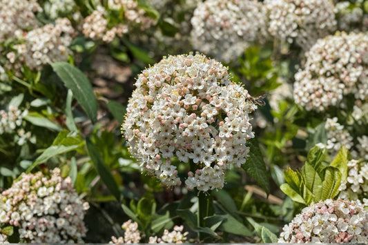 Viburnum tinus 'Spring Bouquet' | Evergreen Flowering Shrub | Winter Blooming Viburnum | White Flowers | 1 Gallon Live Plant