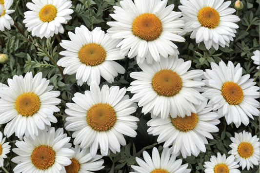 Leucanthemum 'Snowcap' | Dwarf Shasta Daisy | White Perennial Flower | Pollinator Plant | Deer Resistant | Live Plant