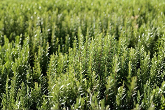 Rosmarinus officinalis | Upright Rosemary Herb | Evergreen Culinary Herb | Fragrant Shrub | Pollinator Plant | 1 Gallon Live Plant