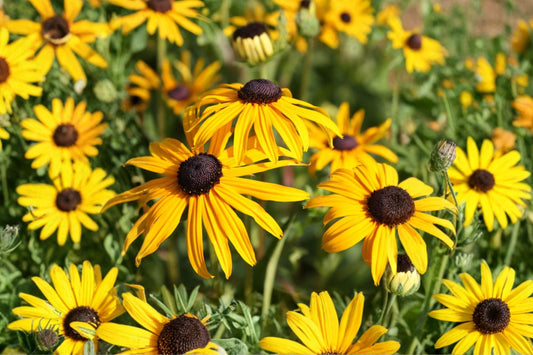Rudbeckia fulgida 'Goldsturm' | Black-Eyed Susan | Yellow Perennial Flower | Pollinator Plant | Deer Resistant | 1 Gallon Live Plant